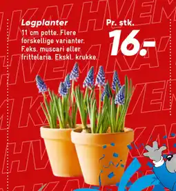 Bilka Løgplanter tilbud