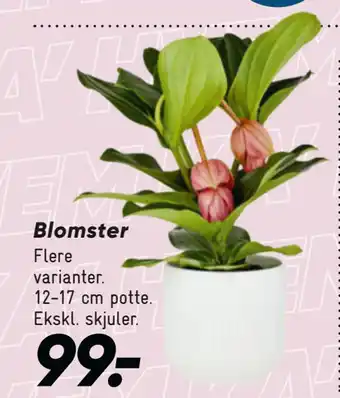 Bilka Blomster tilbud