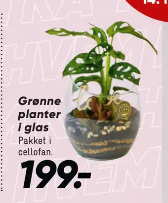 Bilka Grønne planter i glas tilbud