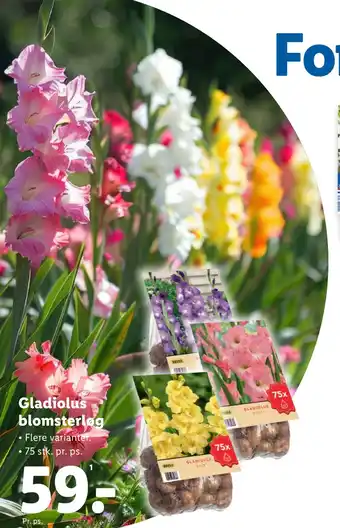 Lidl Gladiolus blomsterløg tilbud