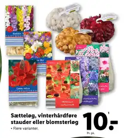 Lidl Sætteløg, vinterhårdføre stauder eller blomsterløg tilbud