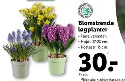 Lidl Blomstrende løgplanter tilbud