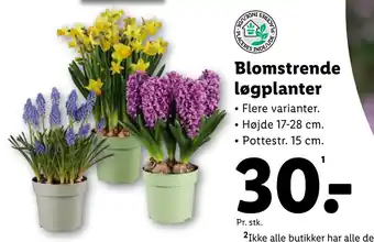 Lidl Blomstrende løgplanter tilbud