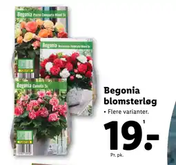 Lidl Begonia blomsterløg tilbud