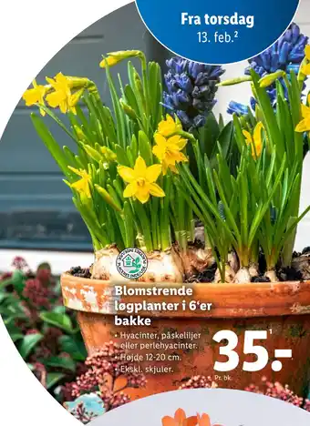 Lidl Blomstrende løgplanter i 6‘er bakke tilbud