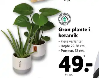 Lidl Grøn plante i keramik tilbud