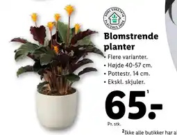 Lidl Blomstrende planter tilbud