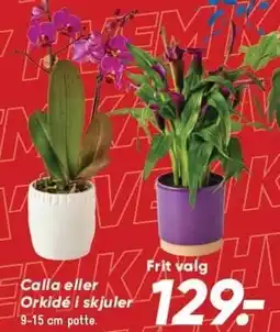 Bilka Calla eller Orkidé skjuler tilbud