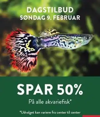 Plantorama SPAR 50% på alle akvariefisk tilbud