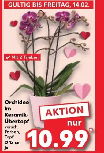 Kaufland Orchidee im Keramik- Übertopf tilbud