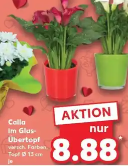 Kaufland Calla im Glas- Übertopf tilbud