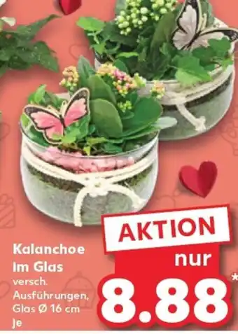 Kaufland Kalanchoe im Glas tilbud