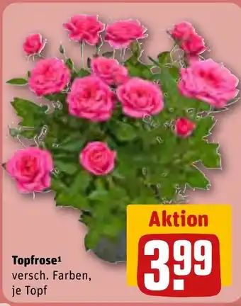 REWE Topfrose tilbud