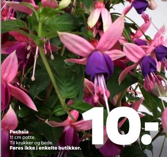 Netto Fuchsia tilbud