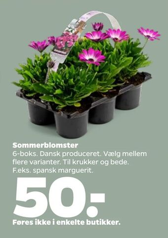 Netto Sommerblomster tilbud