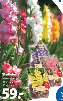 Lidl Gladiolus blomsterløg tilbud