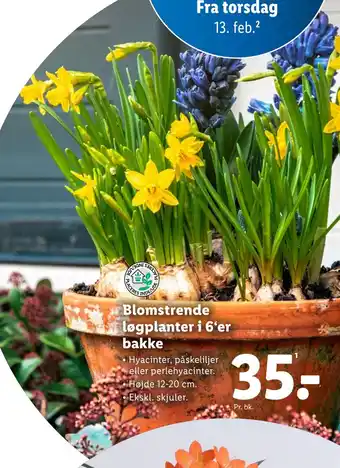 Lidl Blomstrende løgplanter i 6‘er bakke tilbud