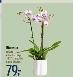 Føtex Blomster tilbud