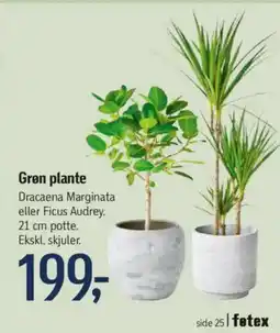 Føtex Gren plante tilbud