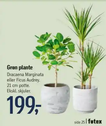 Føtex Gren plante tilbud