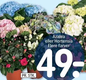 REMA 1000 Azalea eller Hortensia tilbud