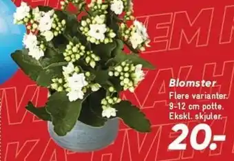 Bilka Blomster tilbud