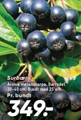 Bilka Surbær tilbud