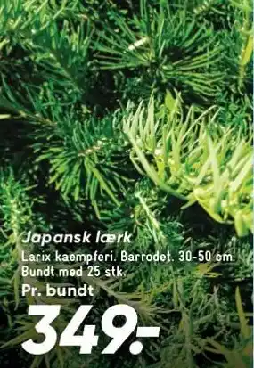 Bilka Japansk lærk tilbud