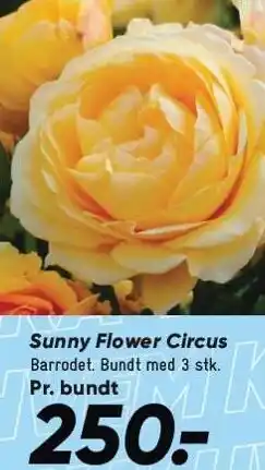 Bilka Sunny Flower Circus tilbud