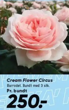 Bilka Cream Flower Circus tilbud