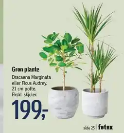 Føtex Grøn plante tilbud