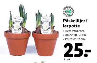 Lidl Påskeliljer i lerpotte tilbud