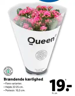 Lidl Brændende kærlighed tilbud