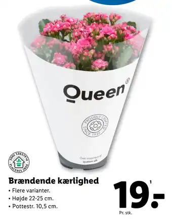 Lidl Brændende kærlighed tilbud