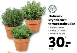 Lidl Italiensk krydderurt i terracottakrukke tilbud