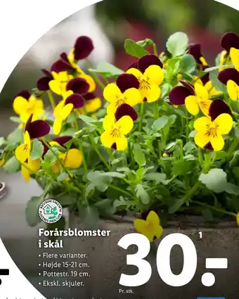 Lidl Forårsblomster i skål tilbud