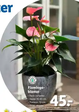 Lidl Flamingoblomst tilbud