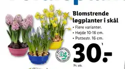 Lidl Blomstrende løgplanter i skål tilbud