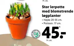 Lidl Stor lerpotte med blomstrende løgplanter tilbud