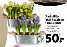 Lidl Påskeliljer eller hyacinter i zinkskjuler tilbud