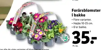 Lidl Forårsblomster i bakke tilbud