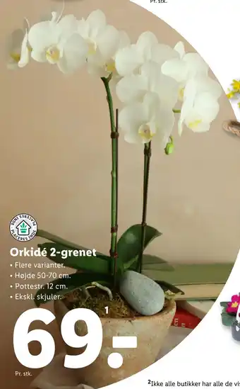 Lidl Orkidé 2-grenet tilbud