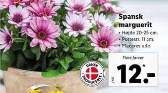 Spansk marguerit