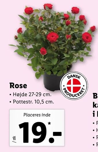 Let-Køb Rose tilbud