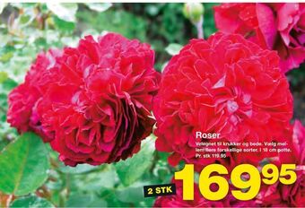Roser