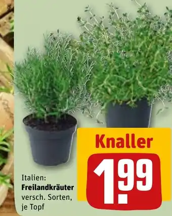 REWE Italien: Freilandkräuter versch. Sorten, tilbud