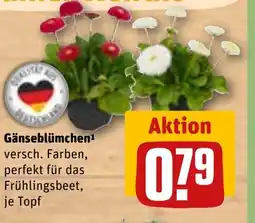 REWE Gänseblümchen¹ versch. Farben, tilbud