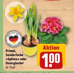 REWE Primel, Sonderfarbe >>Sphinx<< oder Osterglocke¹ je Topf tilbud