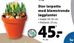 Lidl Stor lerpotte med blomstrende løgplanter tilbud