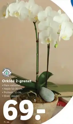 Lidl Orkidé - 2 grenet tilbud